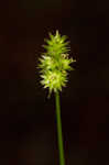 Oval-leaf sedge